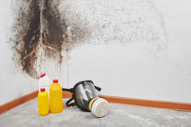 Best Certified Mold Removal  in Arp, TX