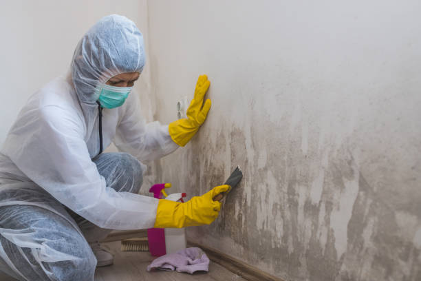 Certified Mold Removal in Arp, TX