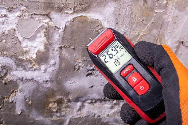 Best Best Mold Removal Companies  in Arp, TX