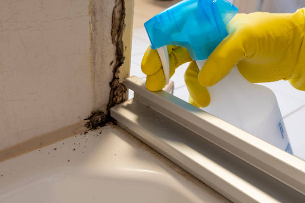 Best Mold Damage Repair  in Arp, TX