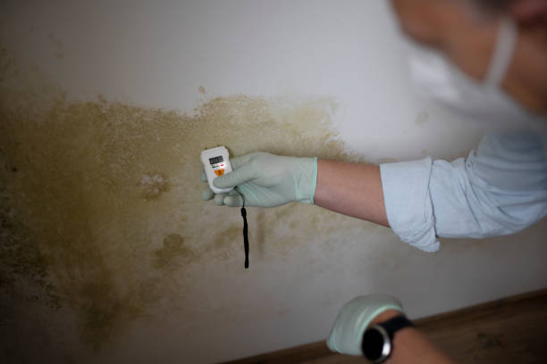 Best Black Mold Removal  in Arp, TX