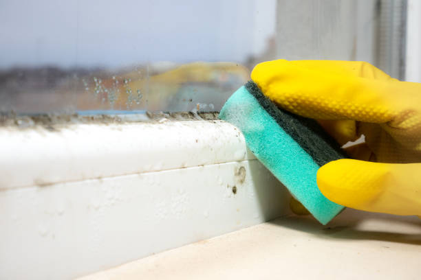 Best Home Mold Removal  in Arp, TX