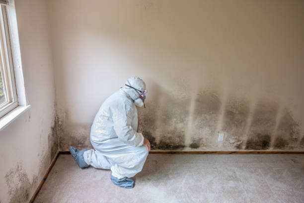 Best Certified Mold Removal  in Arp, TX