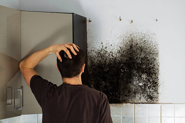 Best Toxic Mold Removal  in Arp, TX