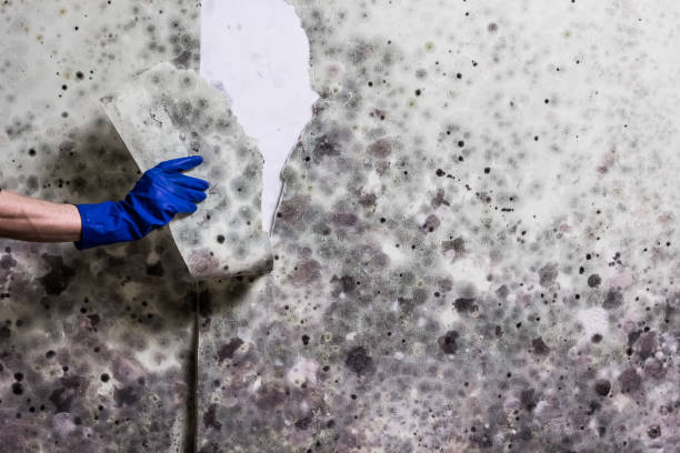 Best Office Mold Removal Services  in Arp, TX