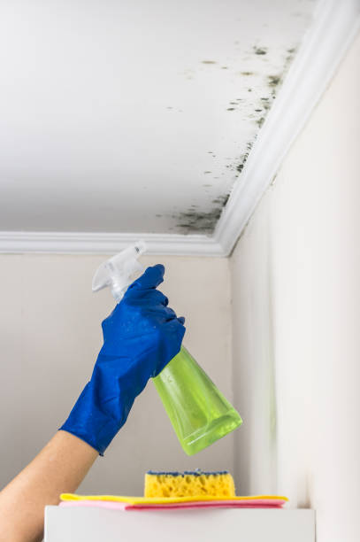 Best Crawl Space Mold Removal  in Arp, TX
