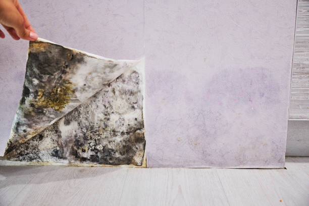 Crawl Space Mold Removal in Arp, TX